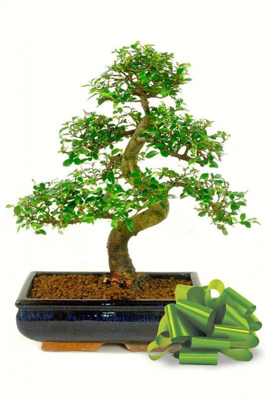 A Large Variety Of Species Can Easily Be Converted Or As Bonsai Gifts Special Token Love